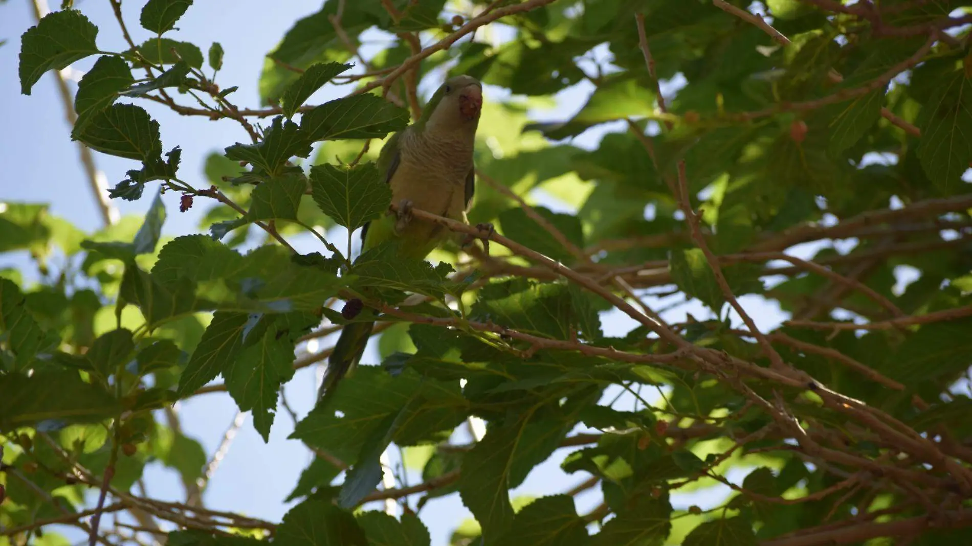 perico monje | cotorra argentina